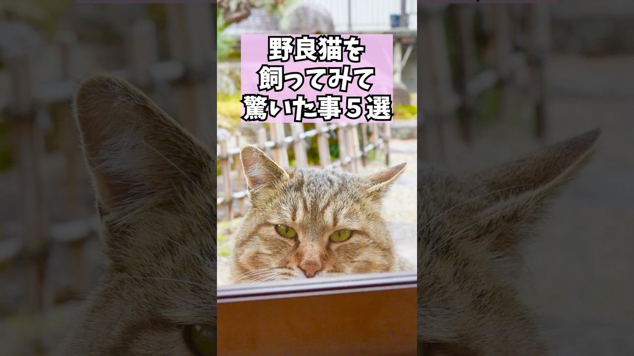野良の成猫を飼ってみて驚いたこと5選 #元野良猫 #かわいい #猫ッチョファミリー