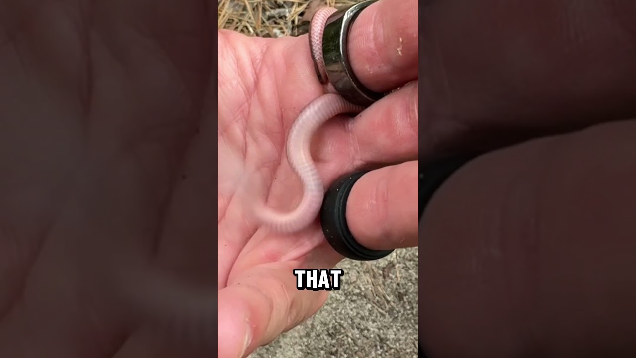 Super Small Worm Snake!