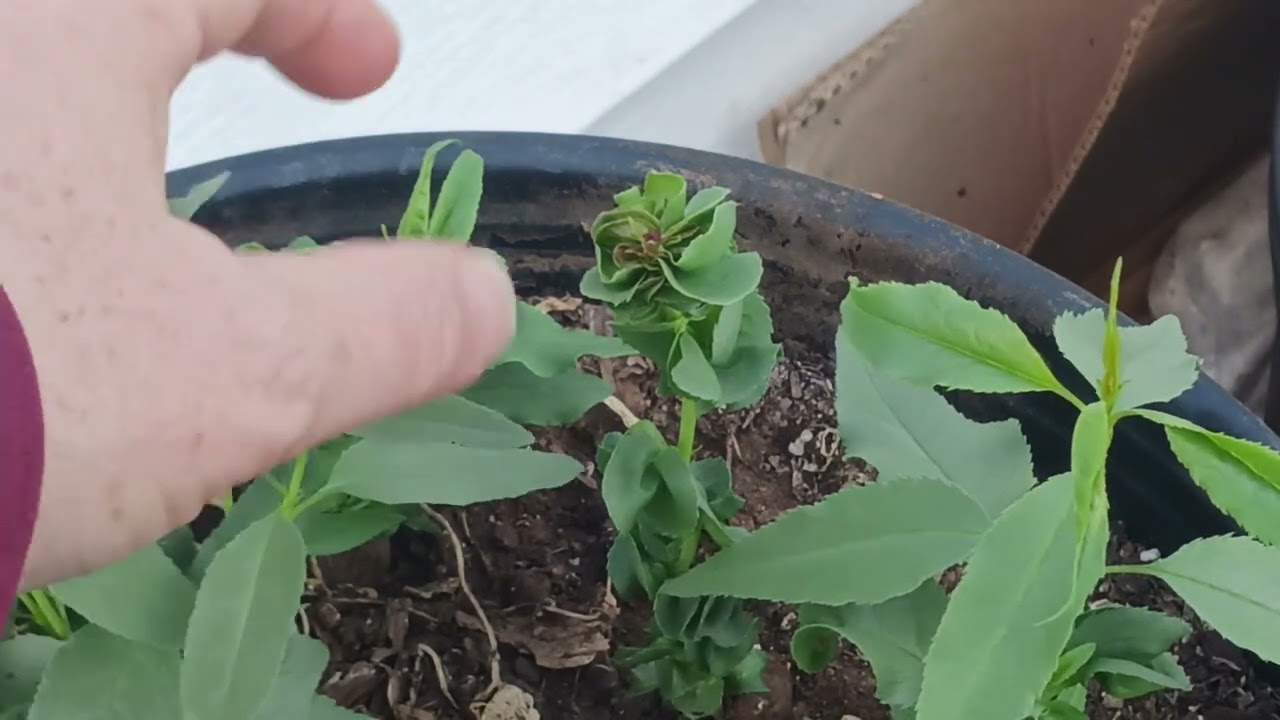 20250501 Almond Seedlings