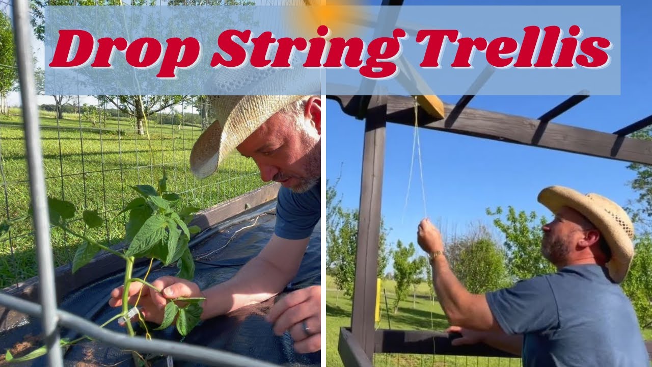 The Best Tomato Trellis | DIY String Support System