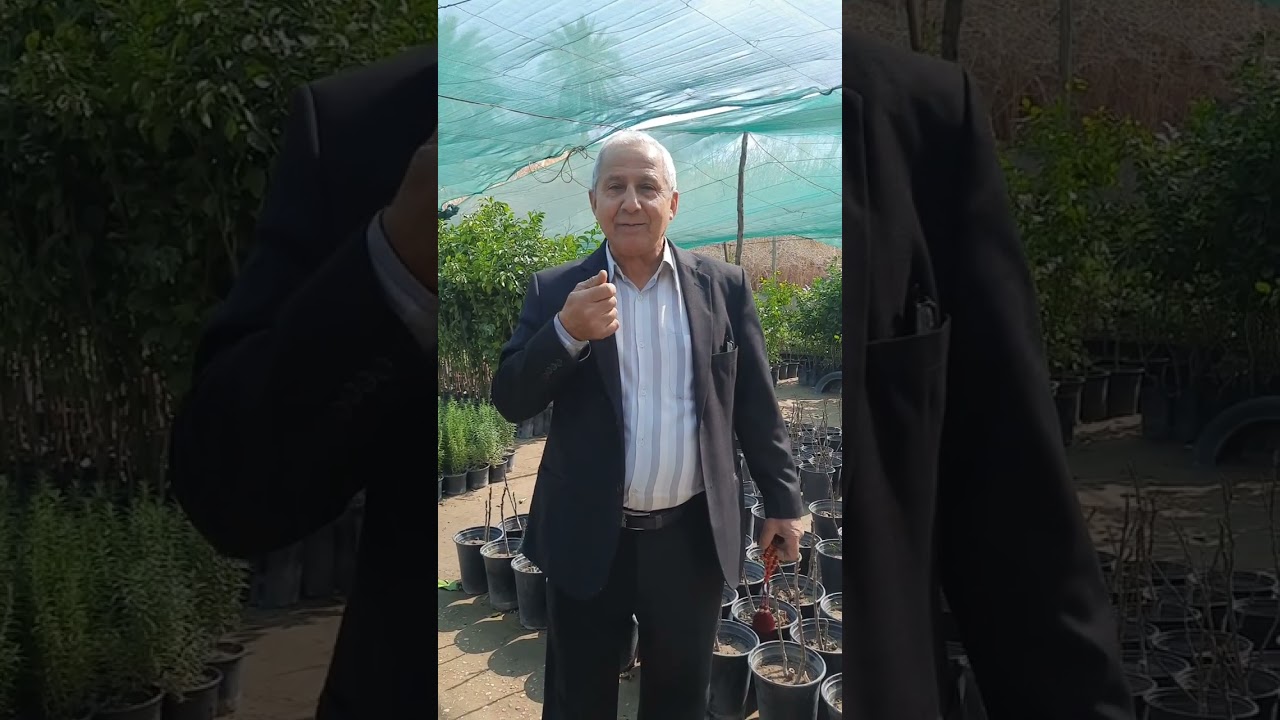 متى نبدأ بزراعة اشجار الحمضيات والاشجار المثمرة الصيفية واشحار العنب 
