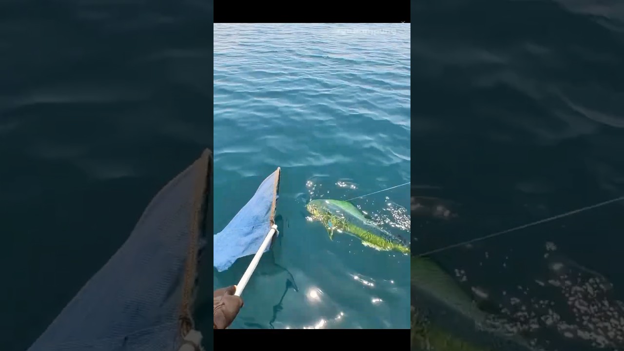 Ikan besar bs Tackle Kecil begini jadinya Part 1