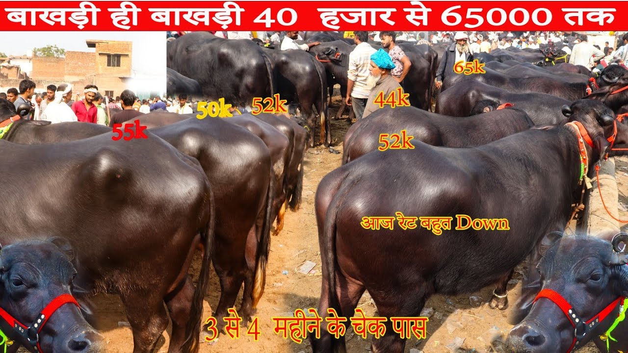 आज रेट Dowe बाखड़ी मुर्रा भैंस 40हजार से60000 तक भैंस, 3से 4महीने के चेक पास मुर्रा भैंस Part 12