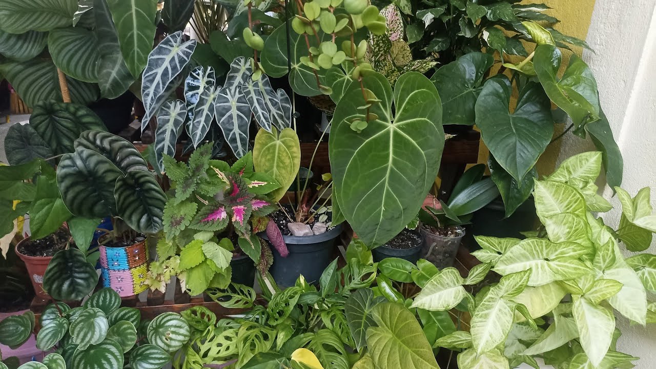 Um cantinho na florestinha que nunca mostrei detalhadamente para vocês, com plantas de meia sombra