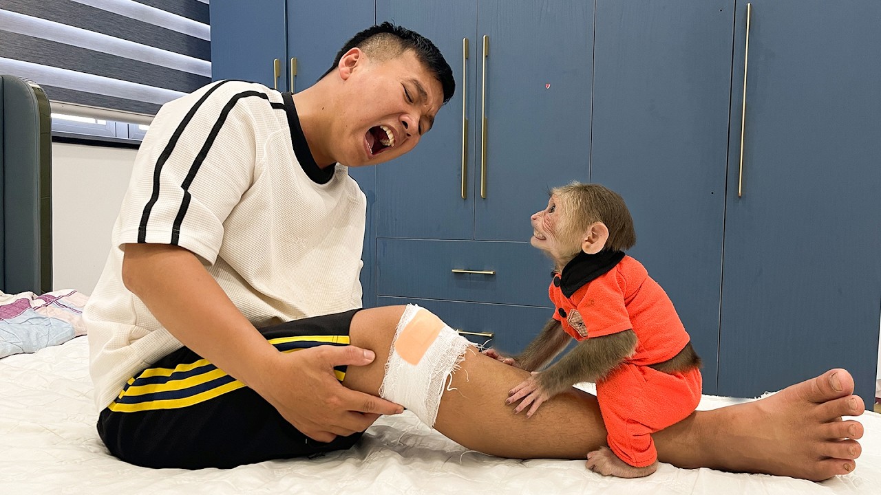 What terrible thing happened to Dad! Cubis worried about Dad's condition!