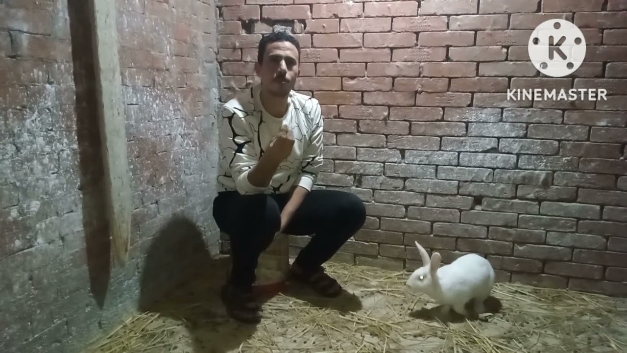 كمية الأكل اليوميه للارانب بمختلف الاعمار(The amount of daily food for rabbits of different ages)