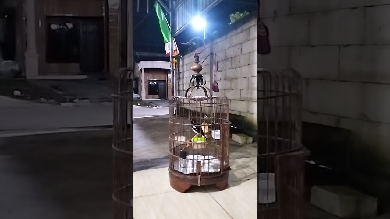 Anis kembang pastol ngeplong santai di pagi hari,burung diem ,dengar suara ini langsng respon.