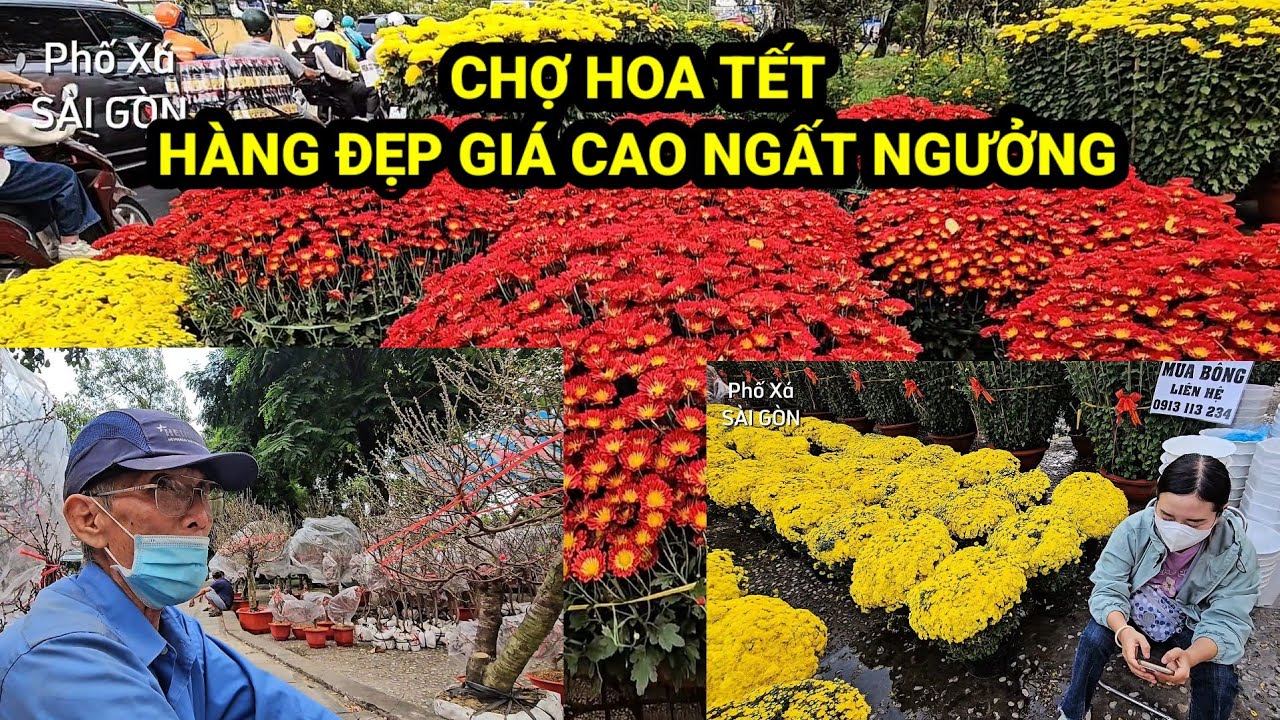 Kinh ngạc HOA CÚC MÂM XÔI ĐỘI GIÁ 350K/cặp, ĐÀO BẮC nở sớm 2/3 nay ĐỔ BỘ SG GIÁ CAO vì HIẾM HÀNG