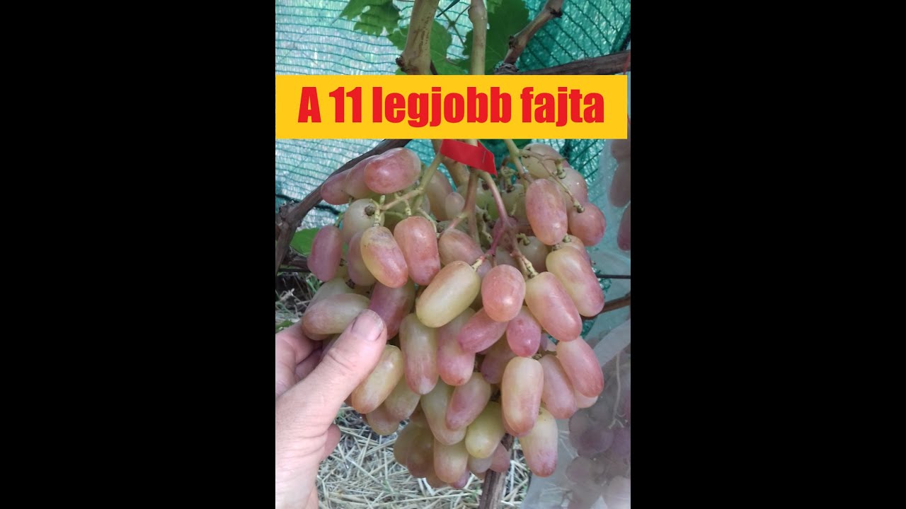 A legjobb 11 csemegeszőlő fajta a kertemben