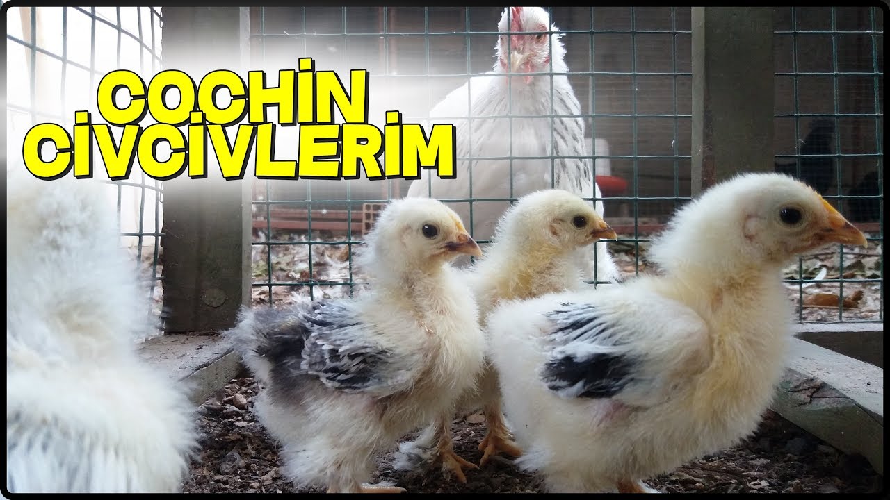 LİGHT CÜCE COCHİN CİVCİVLERİM İLE TANIŞIN !