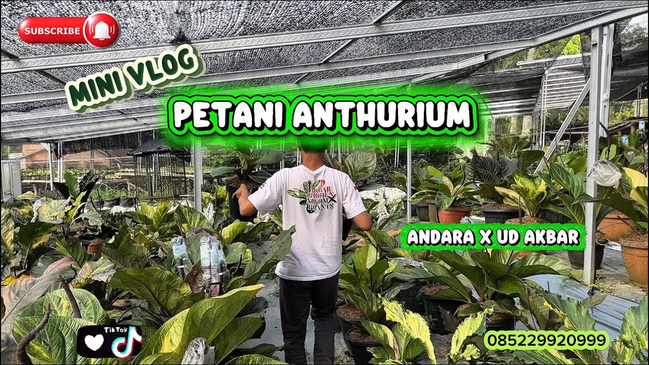 Pertanian Jemani Hybrit Unik Dan Merona😍🤩
