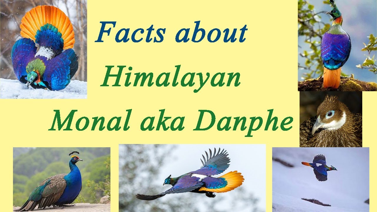 Facts about Himalayan Monal aka Danfe or Danphe in Nepali