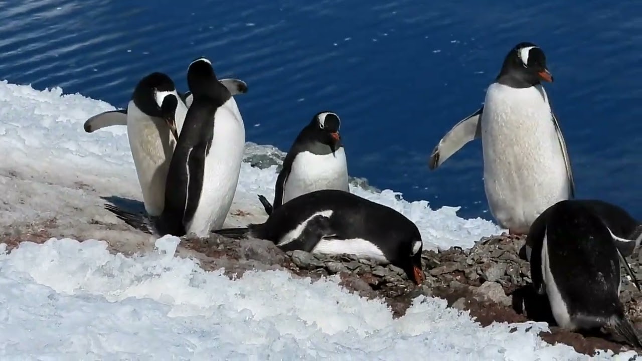 Antarktis Danco Island November 2025