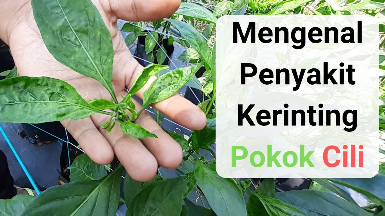 Aduh! Kerinting Pula Pokok Cili ni