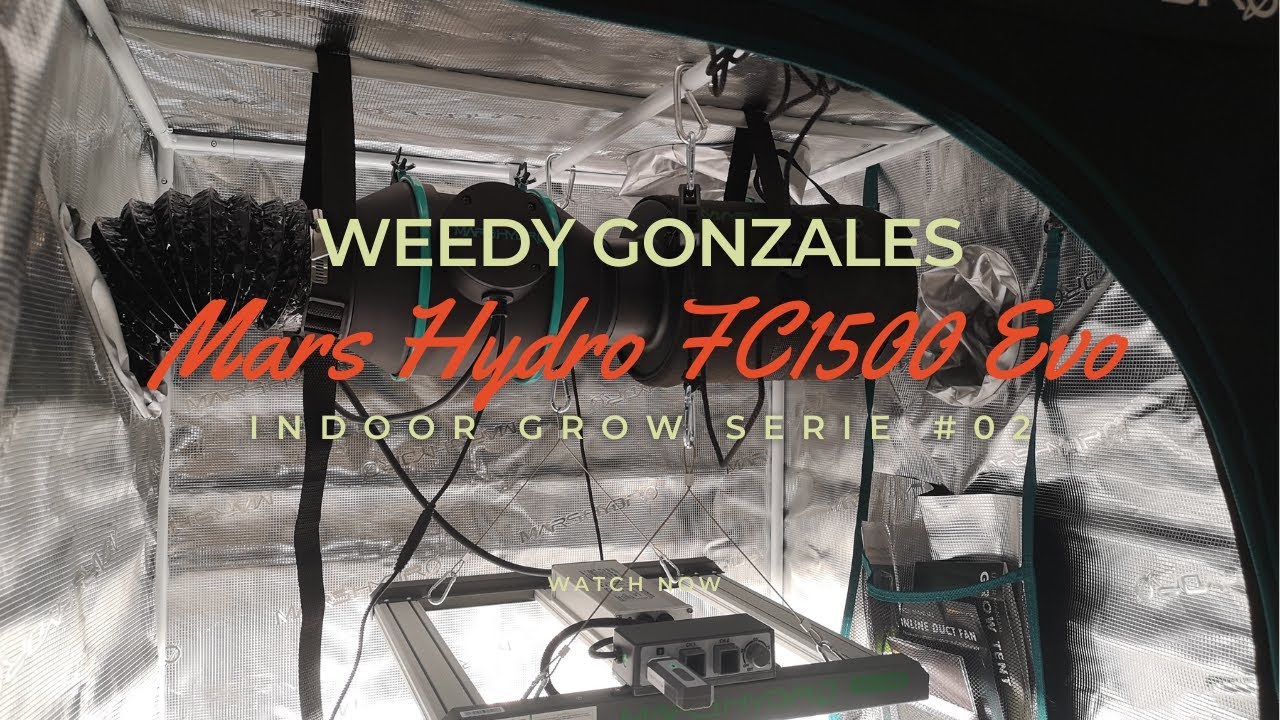 Jamaican Pearl von Sensi Seeds zieht in unser Mars Hydro FC1500 Evo Grow Zelt ein! Indoor-Folge #02