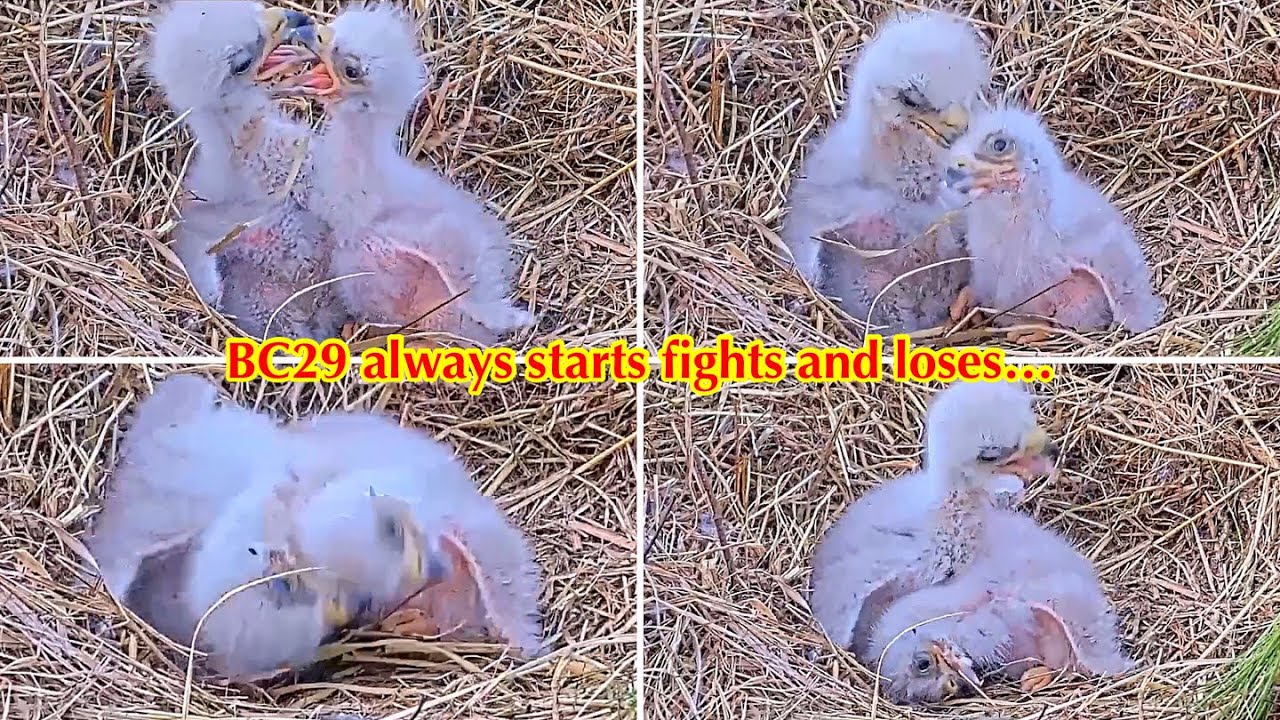 #52🦅BC28🐥6° & BC29🐥4°／Bluff City Bald Eagle Nest 2026／Frances💗Franklin ／ETSU/BTES Eagle Cameras