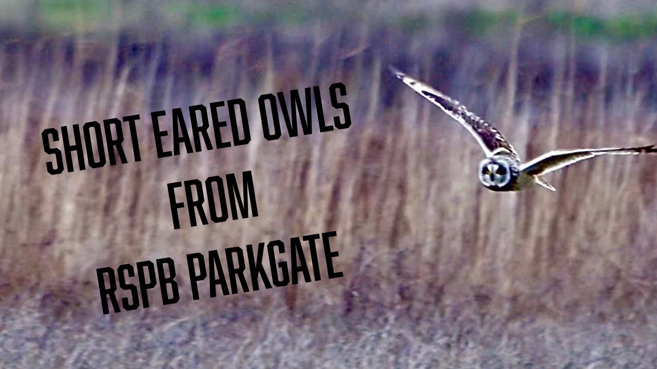 Short Eared Owls 