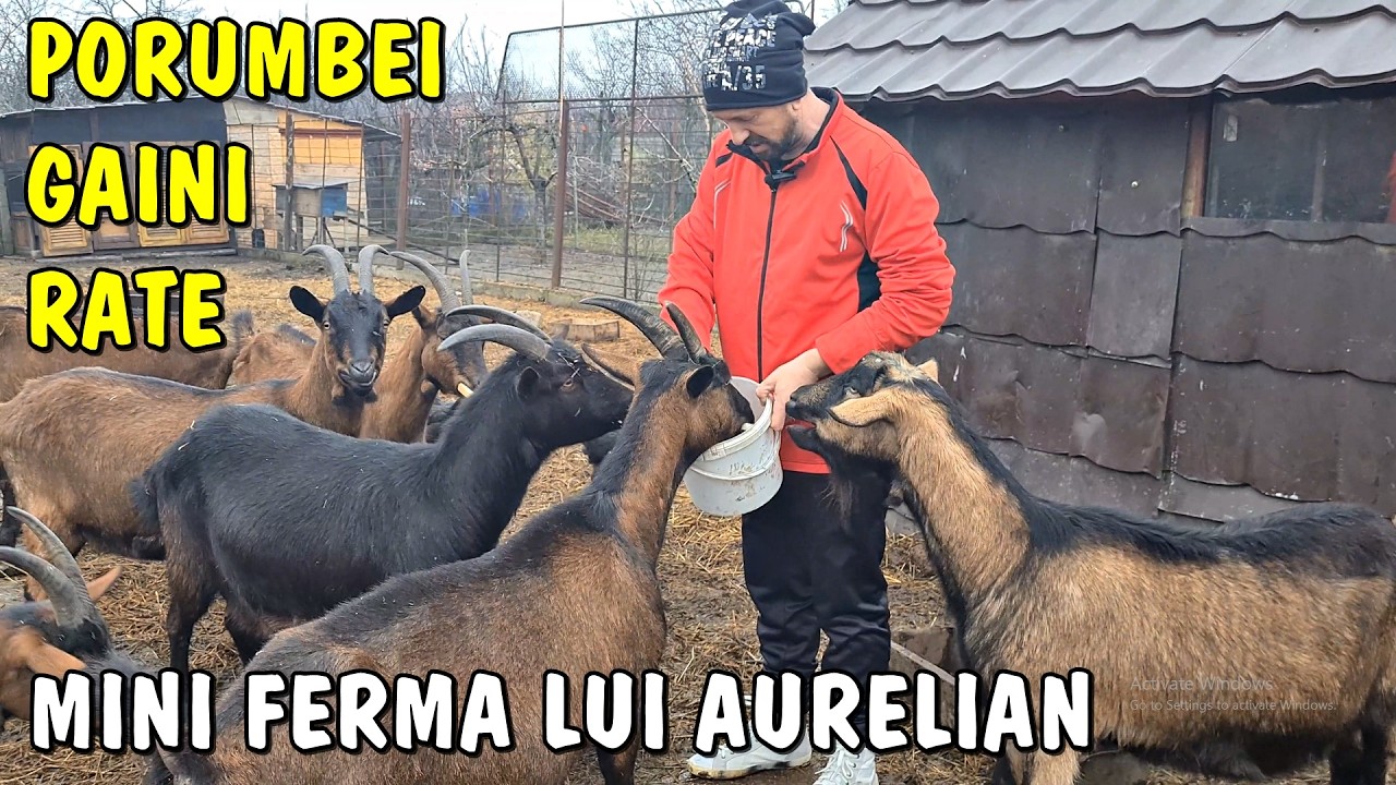 Viața la țară - Mini ferma de animale a lui Aurelian din Arad - Capre, găini, porumbei, rațe
