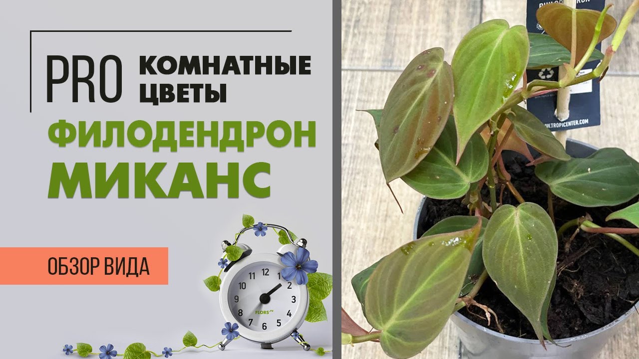 Филодендрон Сканденс Миканс - нежная бархатная лиана. Стоп суеверия