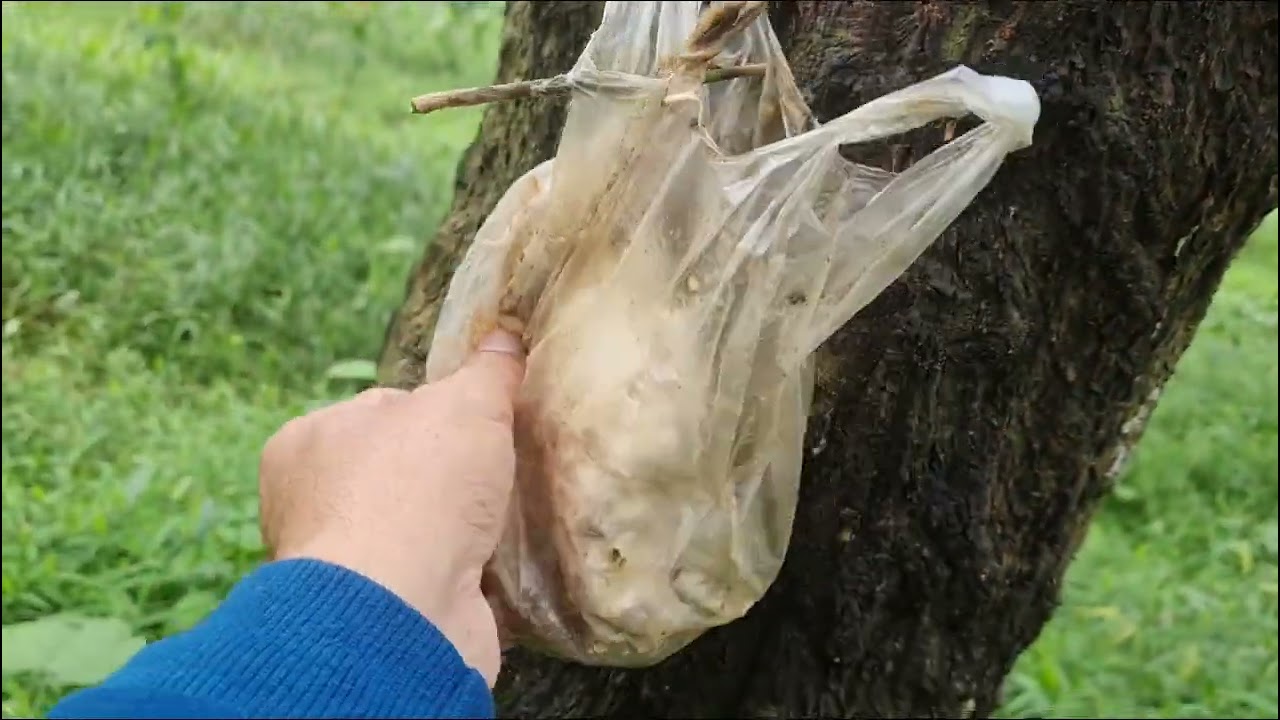 rubber field. kebon karet