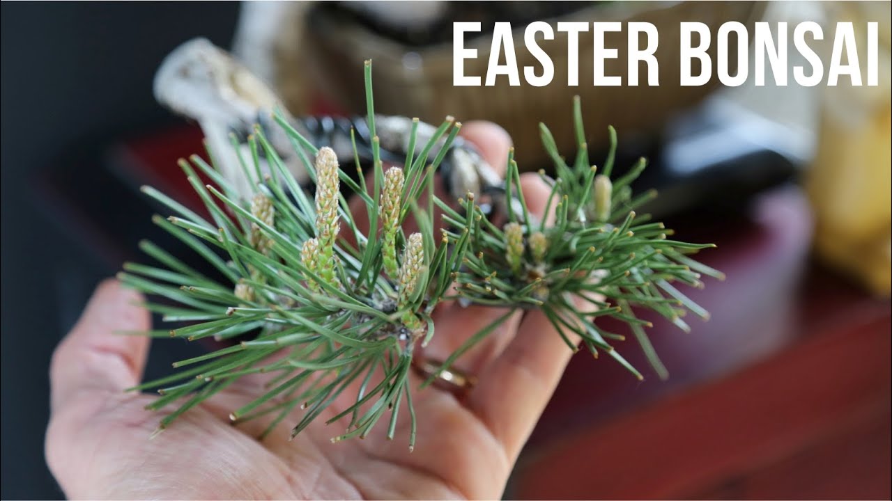 IN YOUR GARDEN ADD A BONSAI