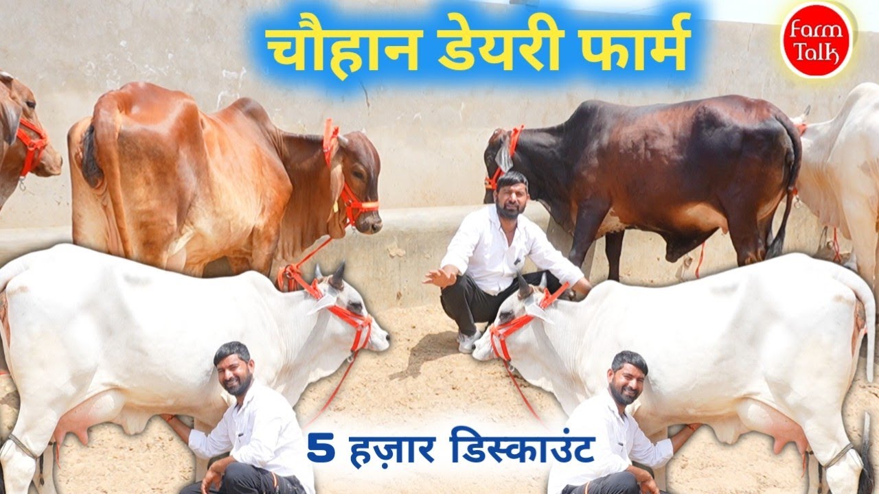20 हज़ार से शुरू 20 लीटर तक दूध वाली गाय ✨ बछड़ी नहीं दे तो 5 हज़ार वापिस 👉 Pure Tharparkar Sahiwal 
