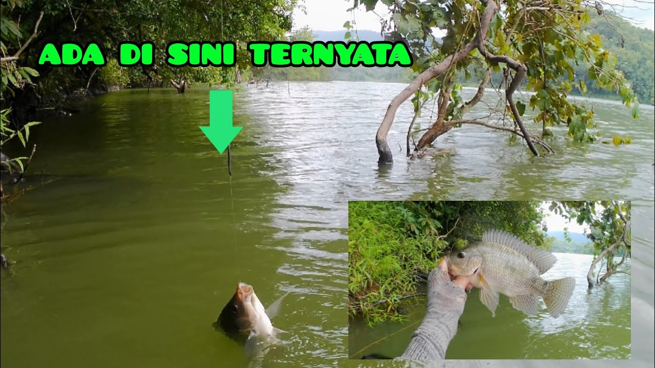 WADUK BENDO PONOROGO TERBARU❗SPOT JAJAR