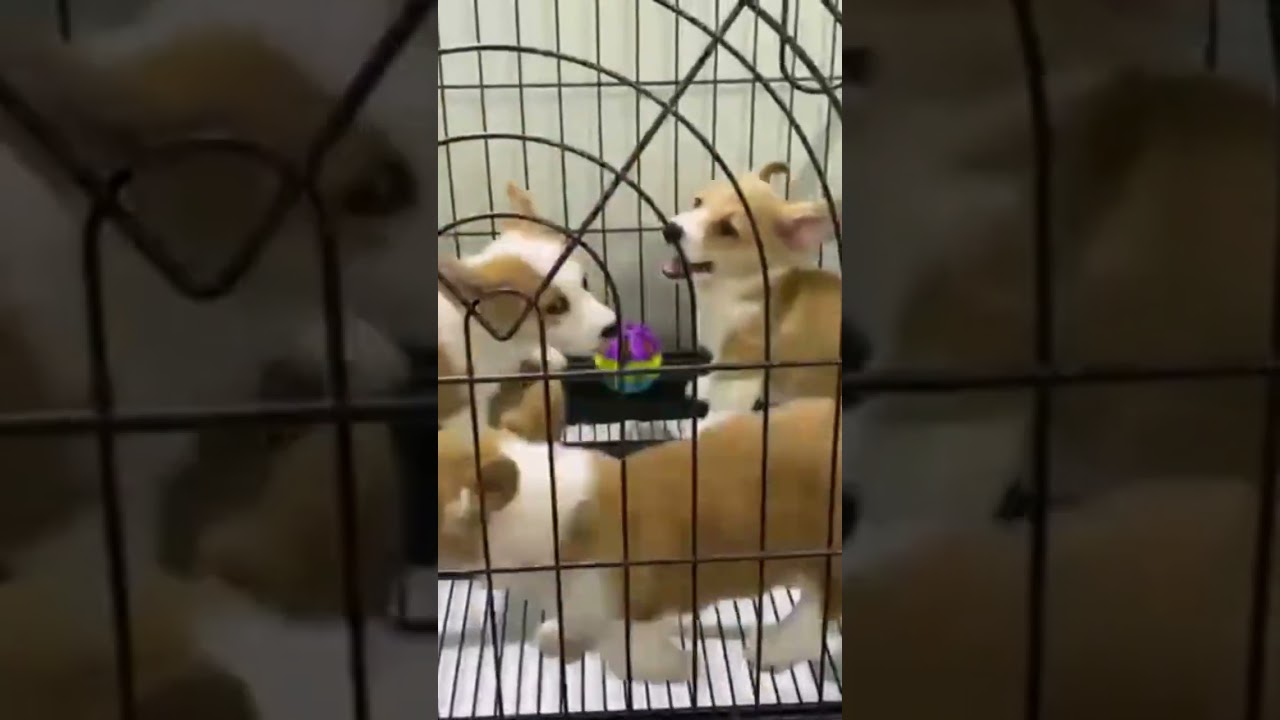 I love you #pets #edms #pug #topgamedoithuonguytin #puppy #emcobanglongvequemecunganh #cute