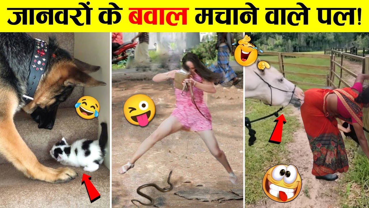 🤣ऐसे चालबाज जानवर बैट्री लेकर ढूंढने पर भी नहीं मिलेंगे 😜 Animals Hilarious Moments