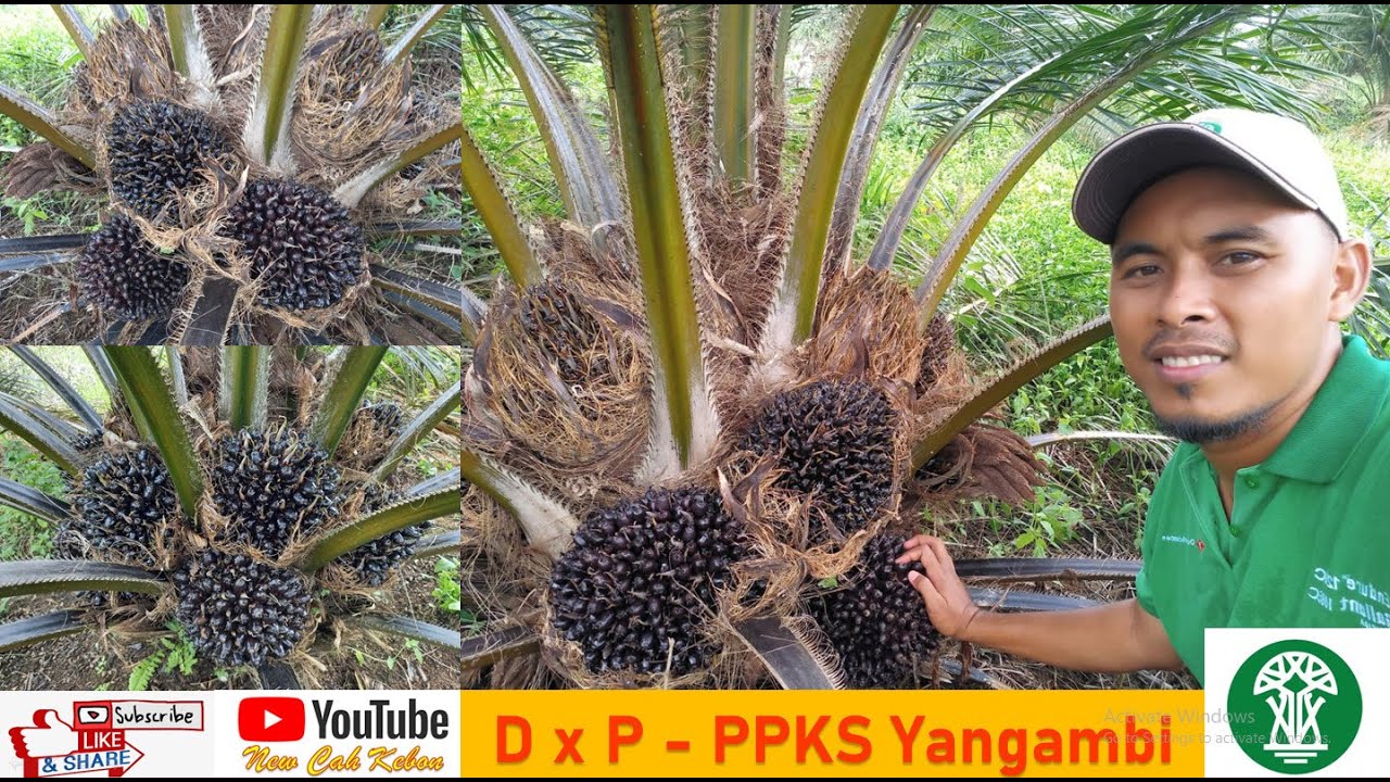 LUAR BIASA...Kelapa Sawit Varietas PPKS Yangambi Usia 28 Bulan Buahnya Keliling