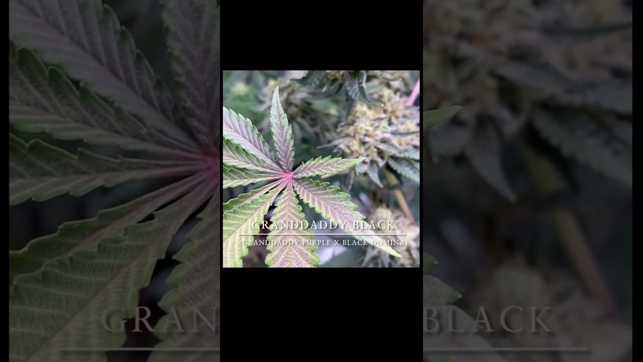 cannabis Granddaddy Black (granddaddy purple x Black Domina)