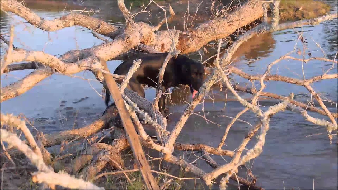 Watermark Retrievers Smoke training the Bill Hillmann way for duck hunting