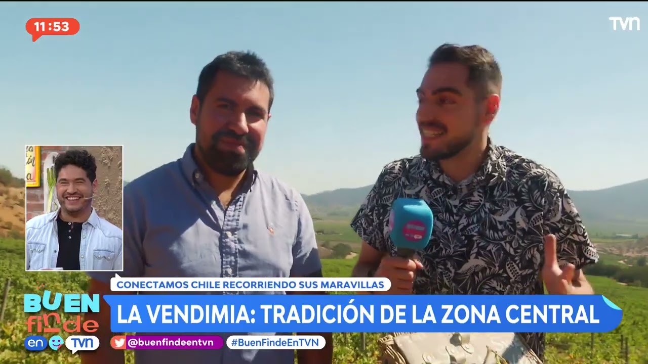 La vendimia: Una tradición de la zona central