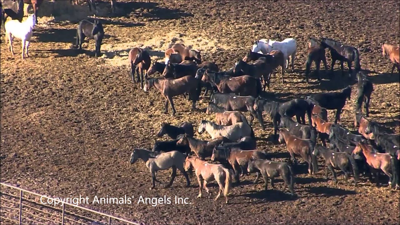 Dennis Chavez Slaughter Horse Feedlot