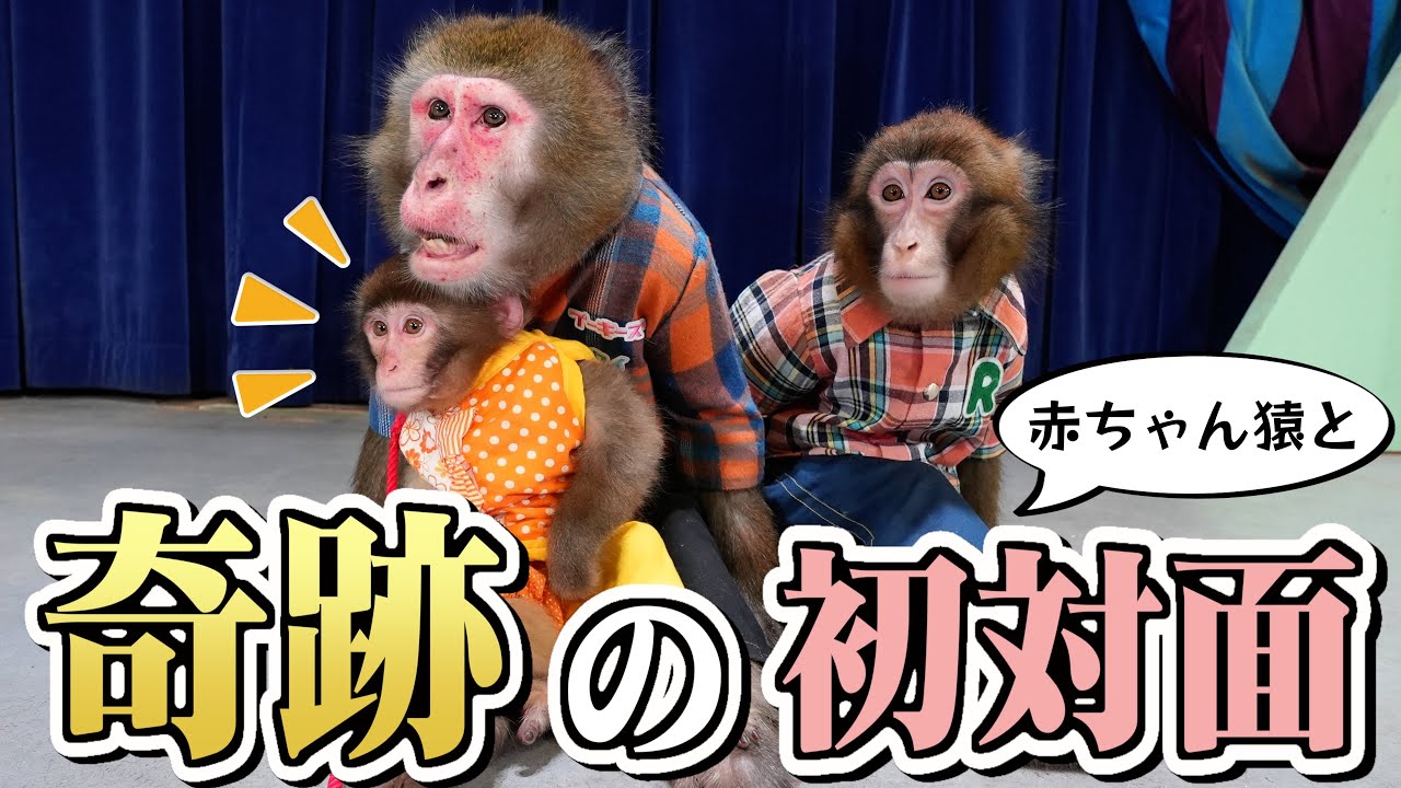 【泣ける】赤ちゃん猿をいじめっ子からベテラン猿が守る奇跡が起きました