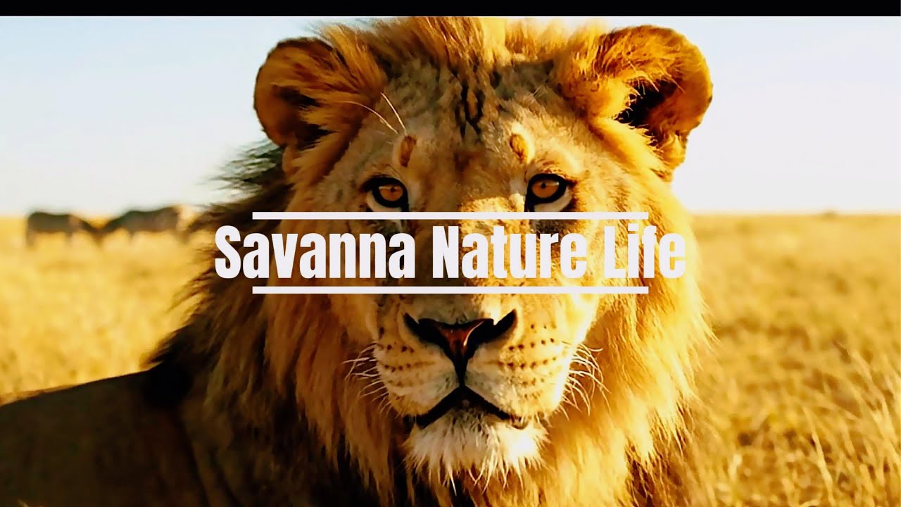 African Savanna Animals and Their Remarkable Survival Adaptations