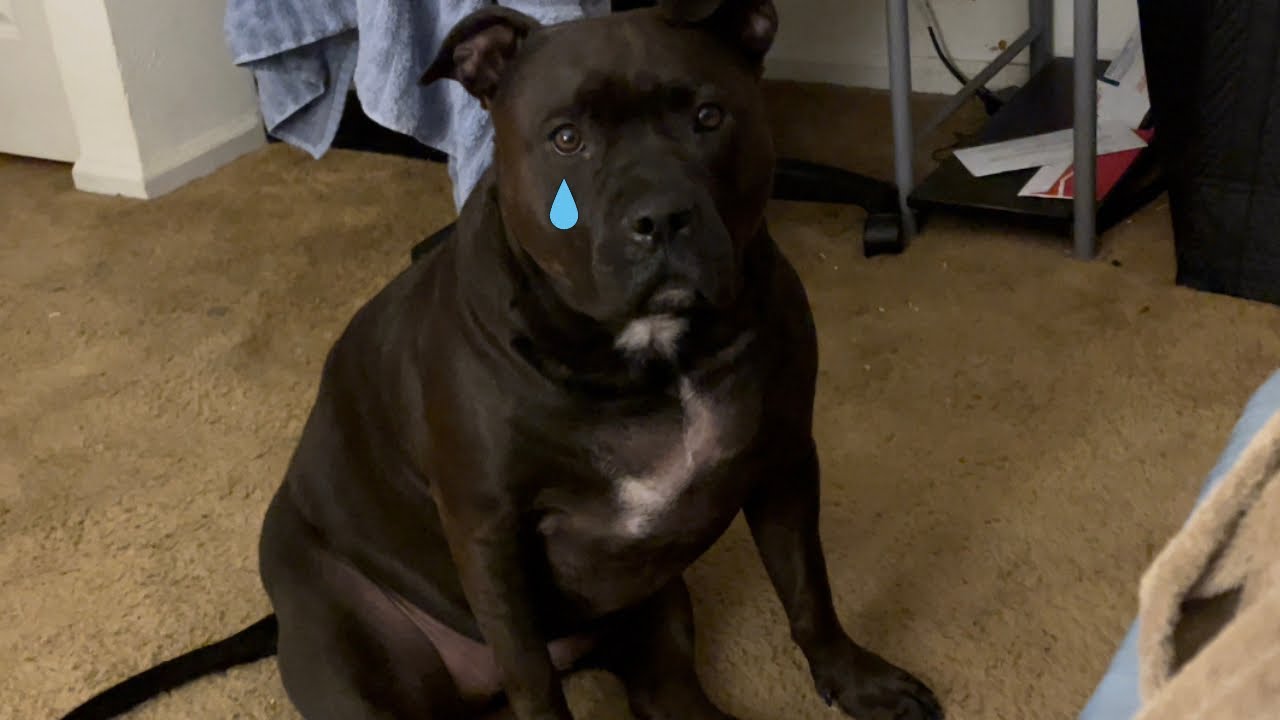 Pitbull Dog Crying For Attention! The Biggest Baby On The Internet! 😂