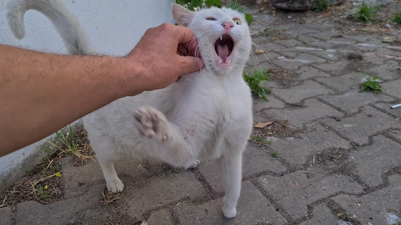 Angry White Cat sees me touching other cats becomes aggressively jealous.