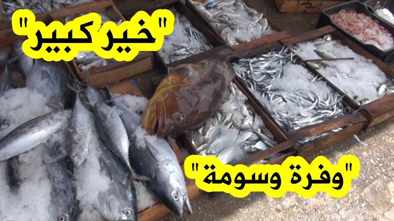 إنزال وفير للأسماك بمختلف أنواعها بميناء #عنابة...وأسعار في متناول الجميع...شاهدوا