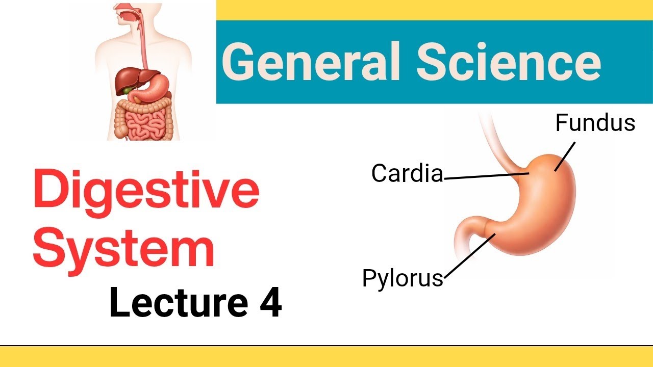 Digestive System: Stomach | पेट का कार्य | Biology 