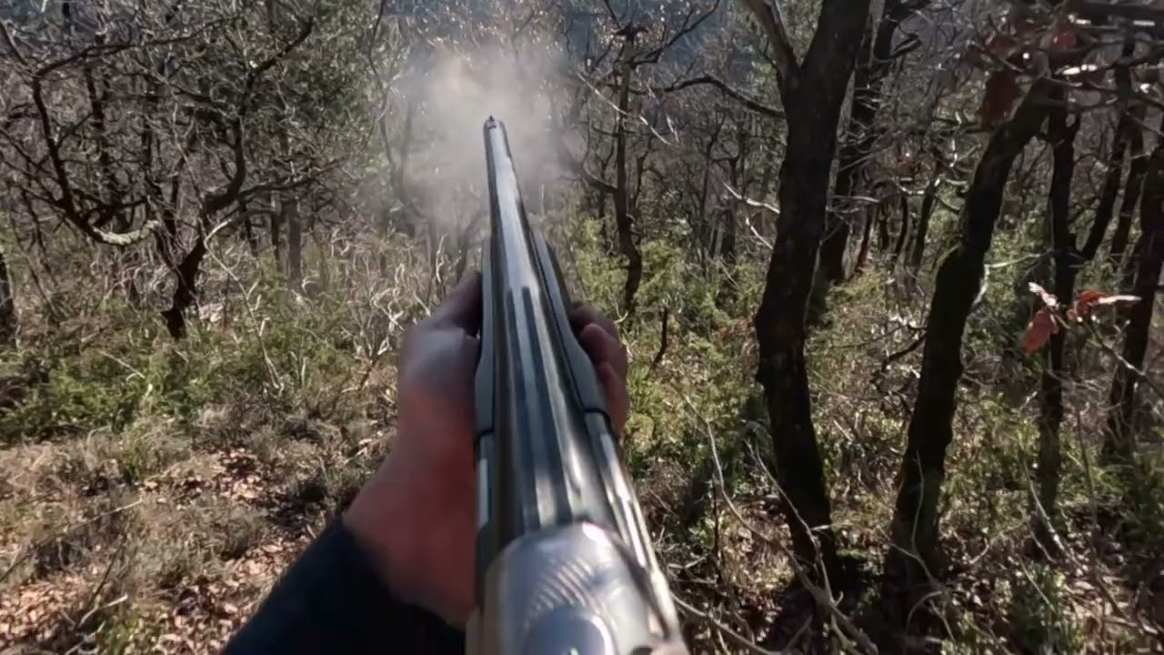 pairon de becasse chasse a la becasse avec des pointer   HD 1080p
