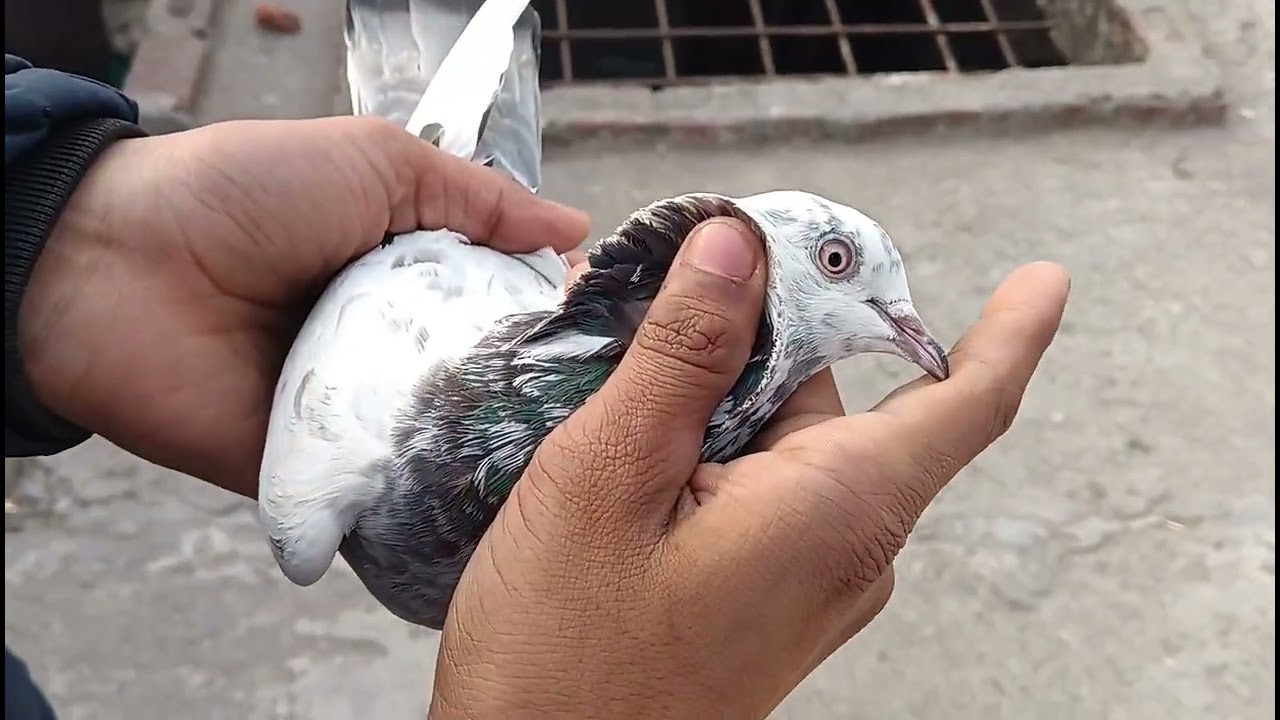Aaj phir talha ke ghar ge 