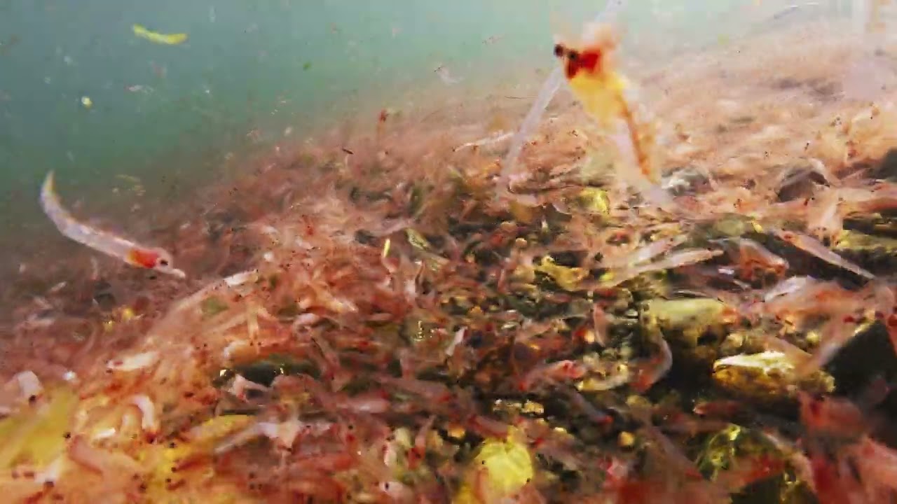 【映像記録】大発生したアミの海底で懸命に泳ぐイトアナゴ属の一種のレプトケファルス幼生を見る- Leptocephalus