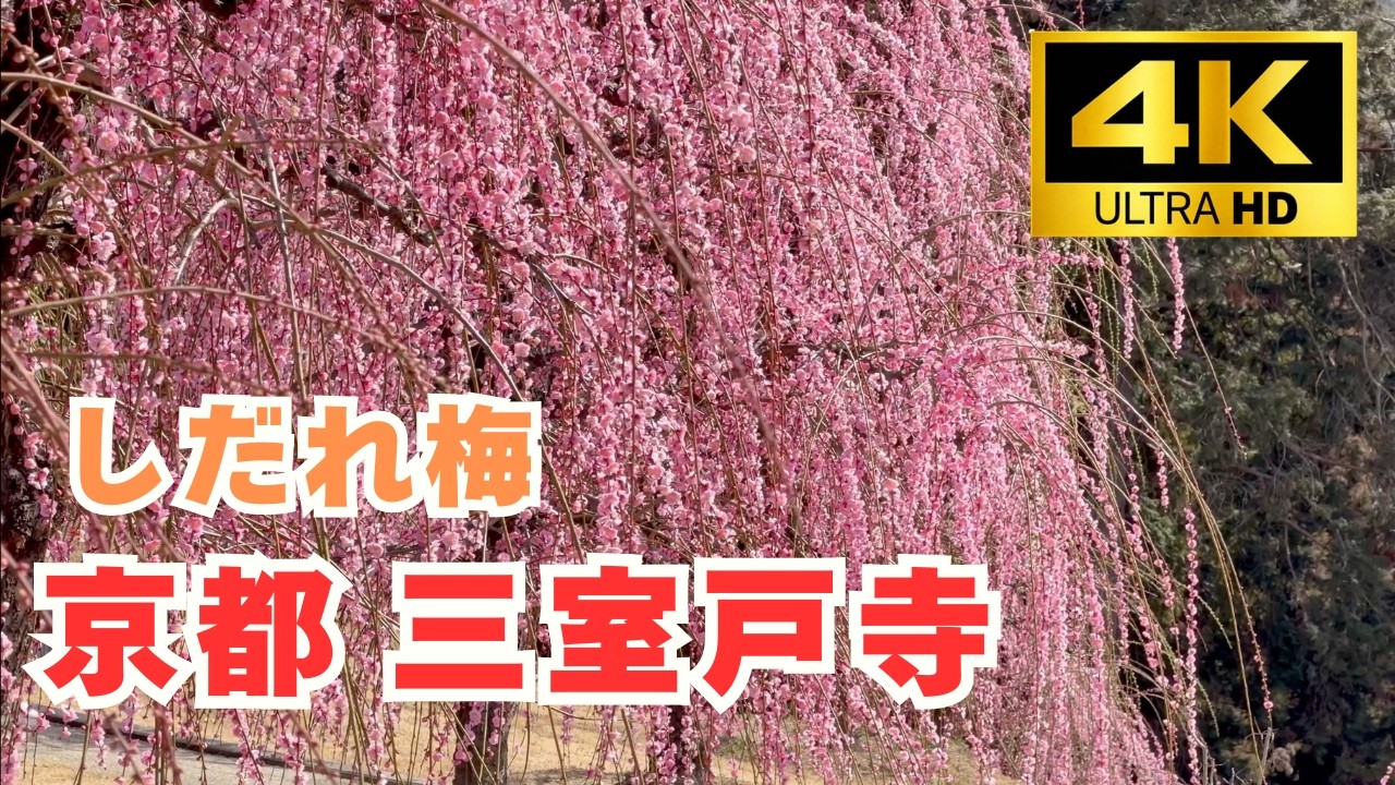 京都の梅 2026｜三室戸寺のしだれ梅 5分咲の様子を4Kで収録 Kyoto Mimuroto Temple plum blossoms