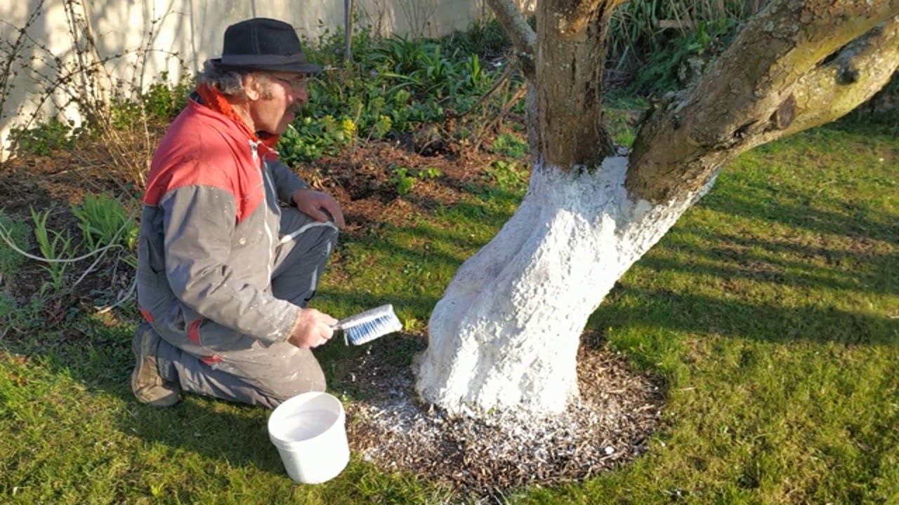 Chaulage des arbres fruitiers