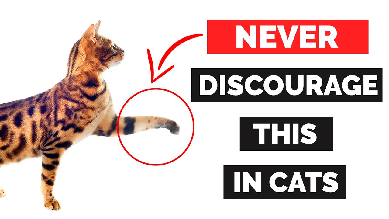 Top 4 Normal Cat Behaviors That Shouldn't Be Discouraged!