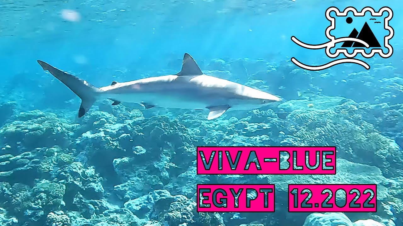 Viva-Blue, Soma Bay, Ägypten 12/2022 Haie - 4K