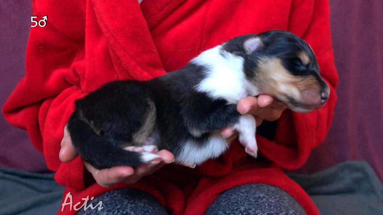 COLLIE rough puppu tricolour dog 05 (Queenie + Blunio) Owczarek Szkocki szczeniak pies tricolor