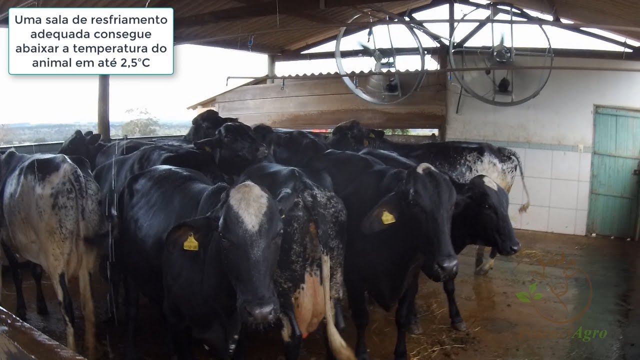 Pré Ordenha / Curral de espera climatizado para vacas de leite - Exemplo de Projeto com dimensões