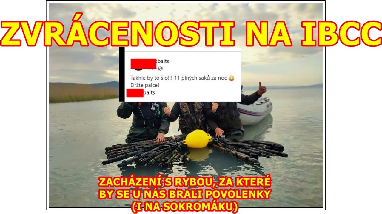 Týrání   ryb  na IBCC